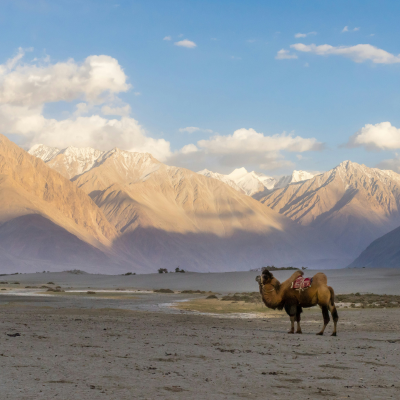 double backed camed in nubra valley ladakh